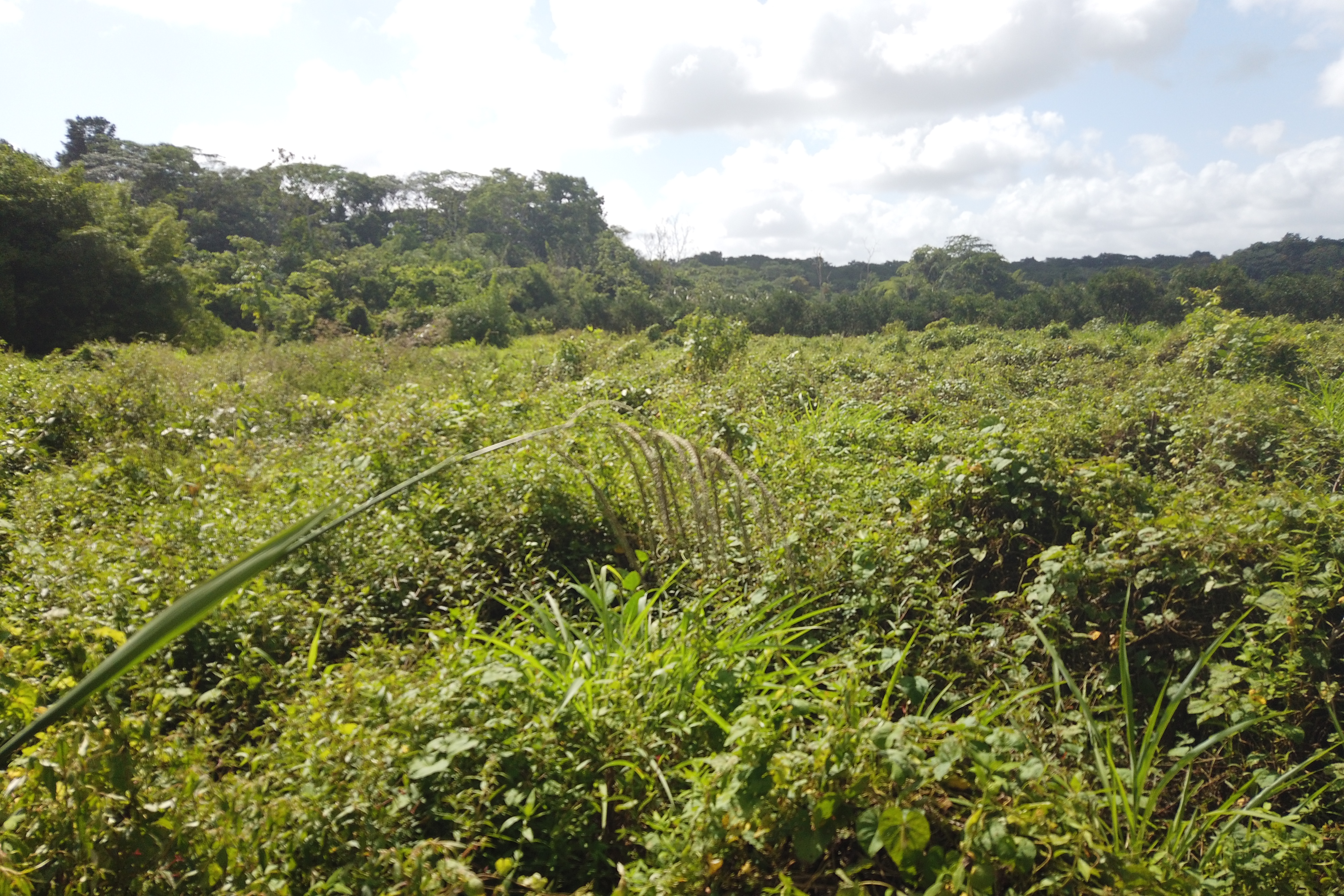 Cumuto Agricultural Land