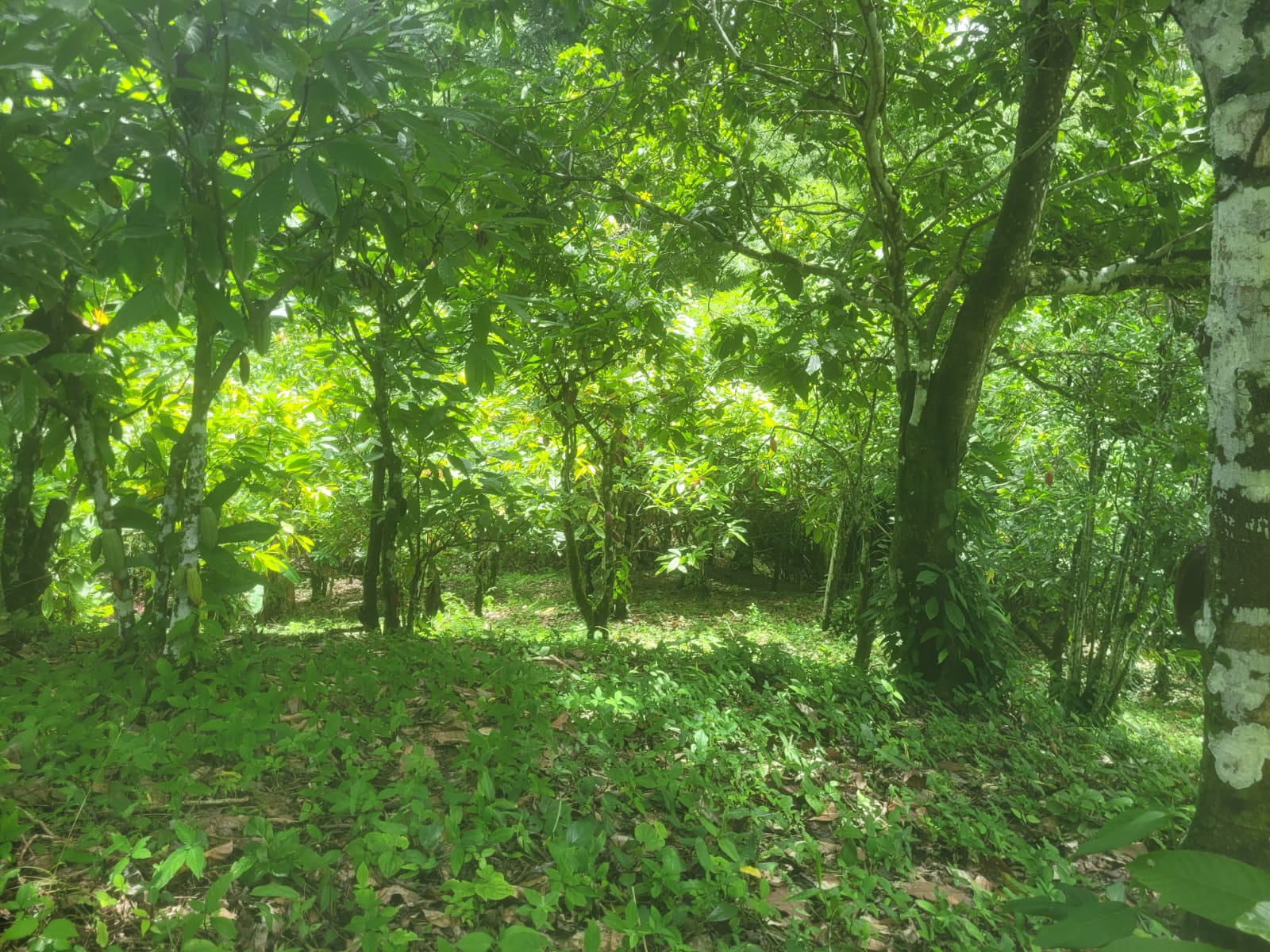 Gran Couva 5 Acre Parcels! 1.2..