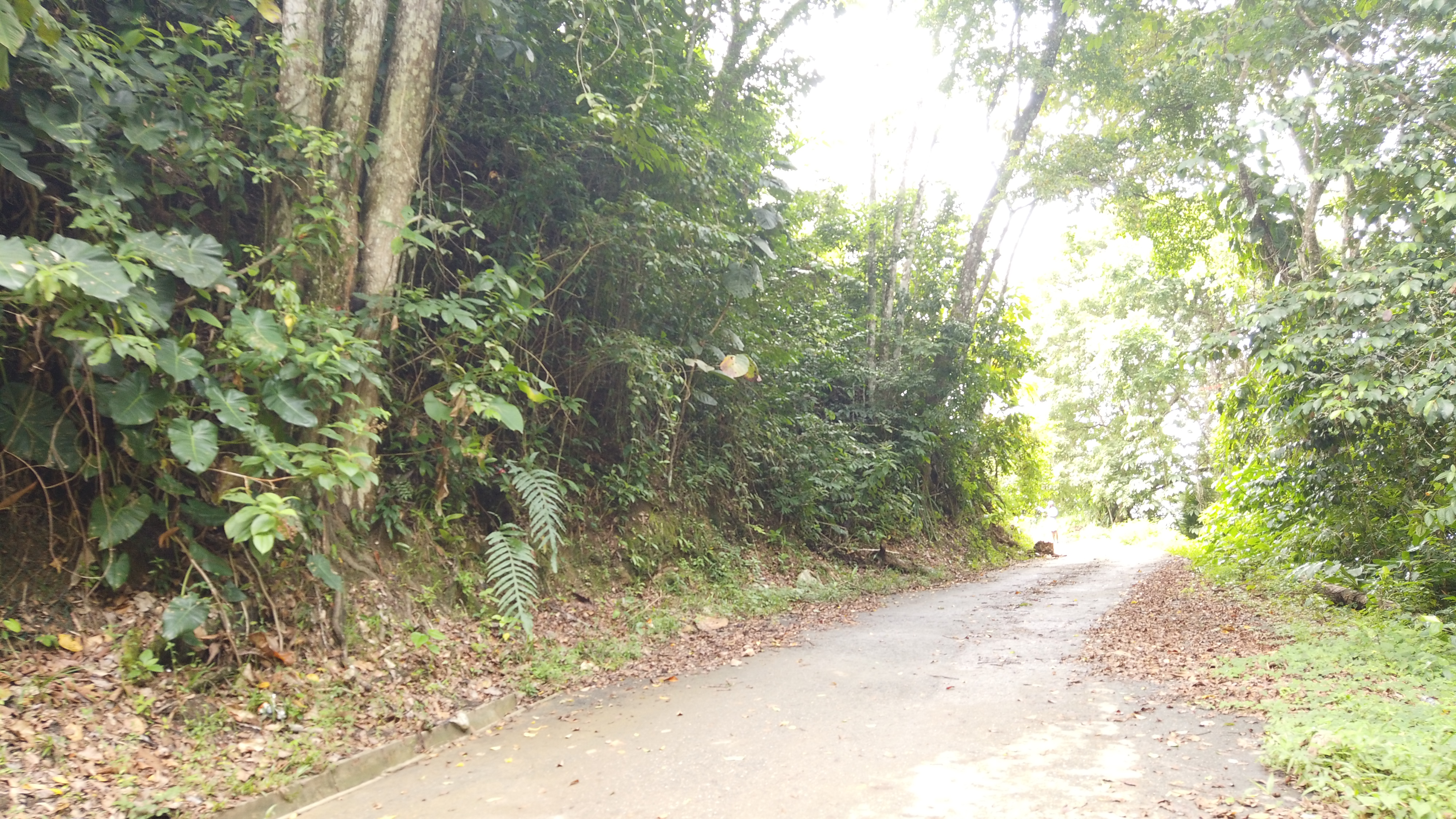 Beach Front Land Blanchisseuse