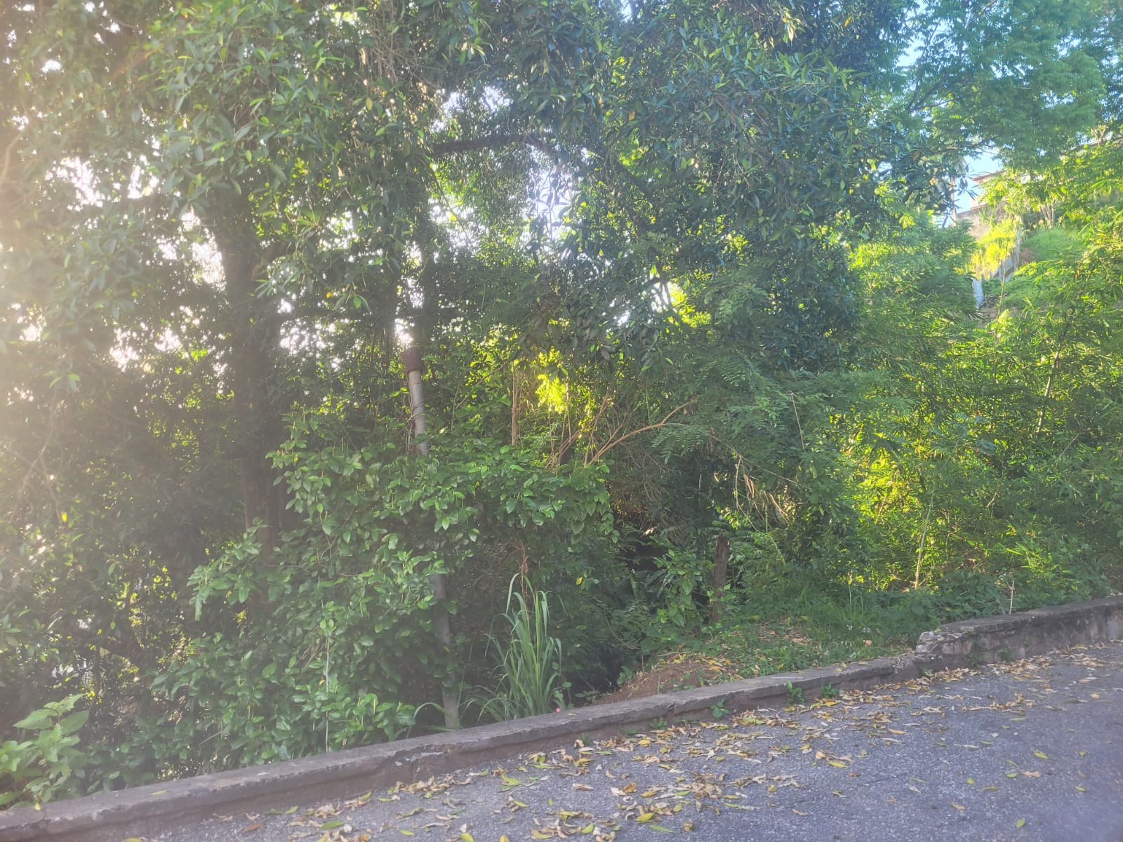 Freehold Land at Irving Street..