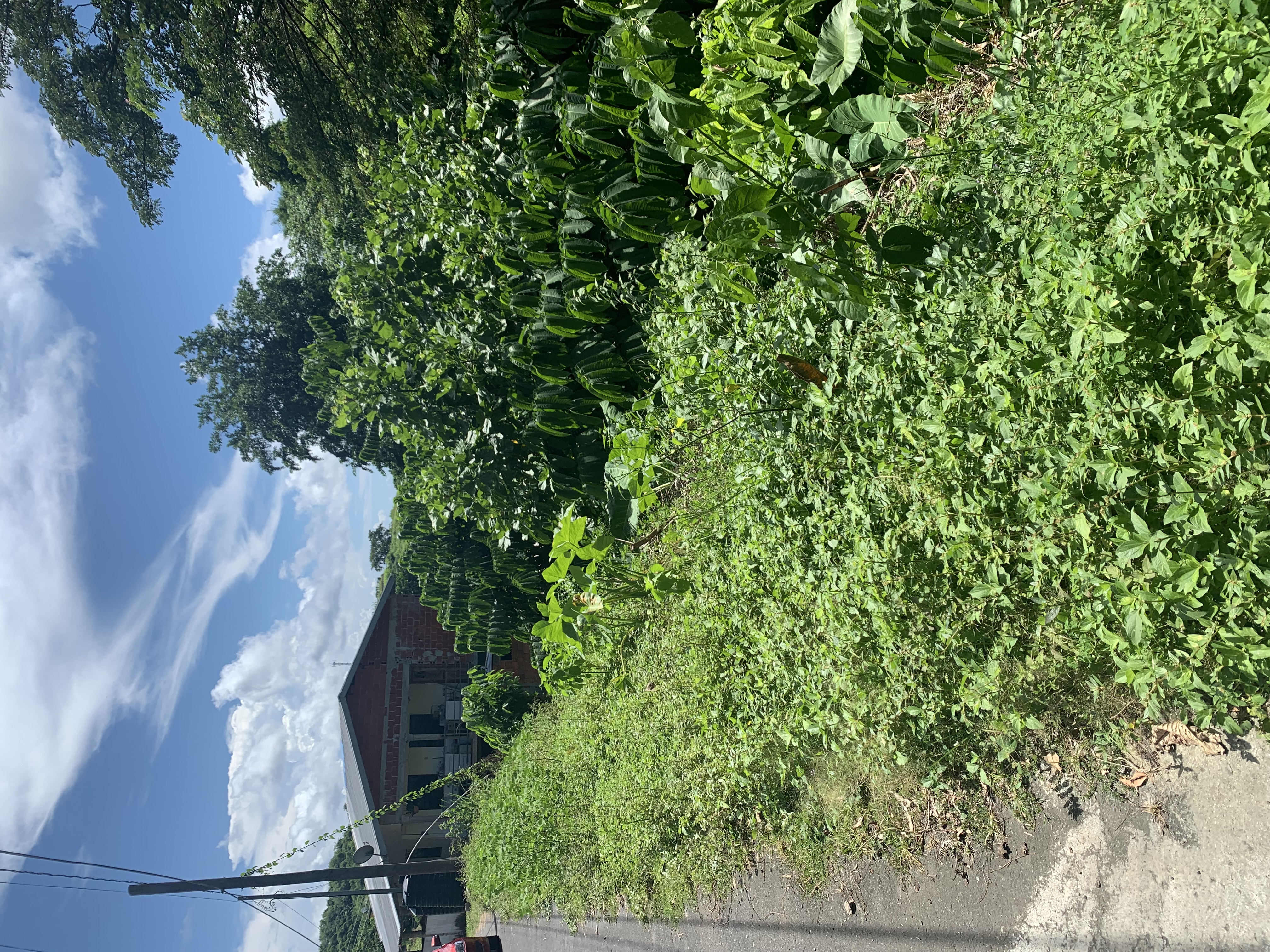 Arnos Vale Tobago Land